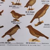 Educational poster, useful birds