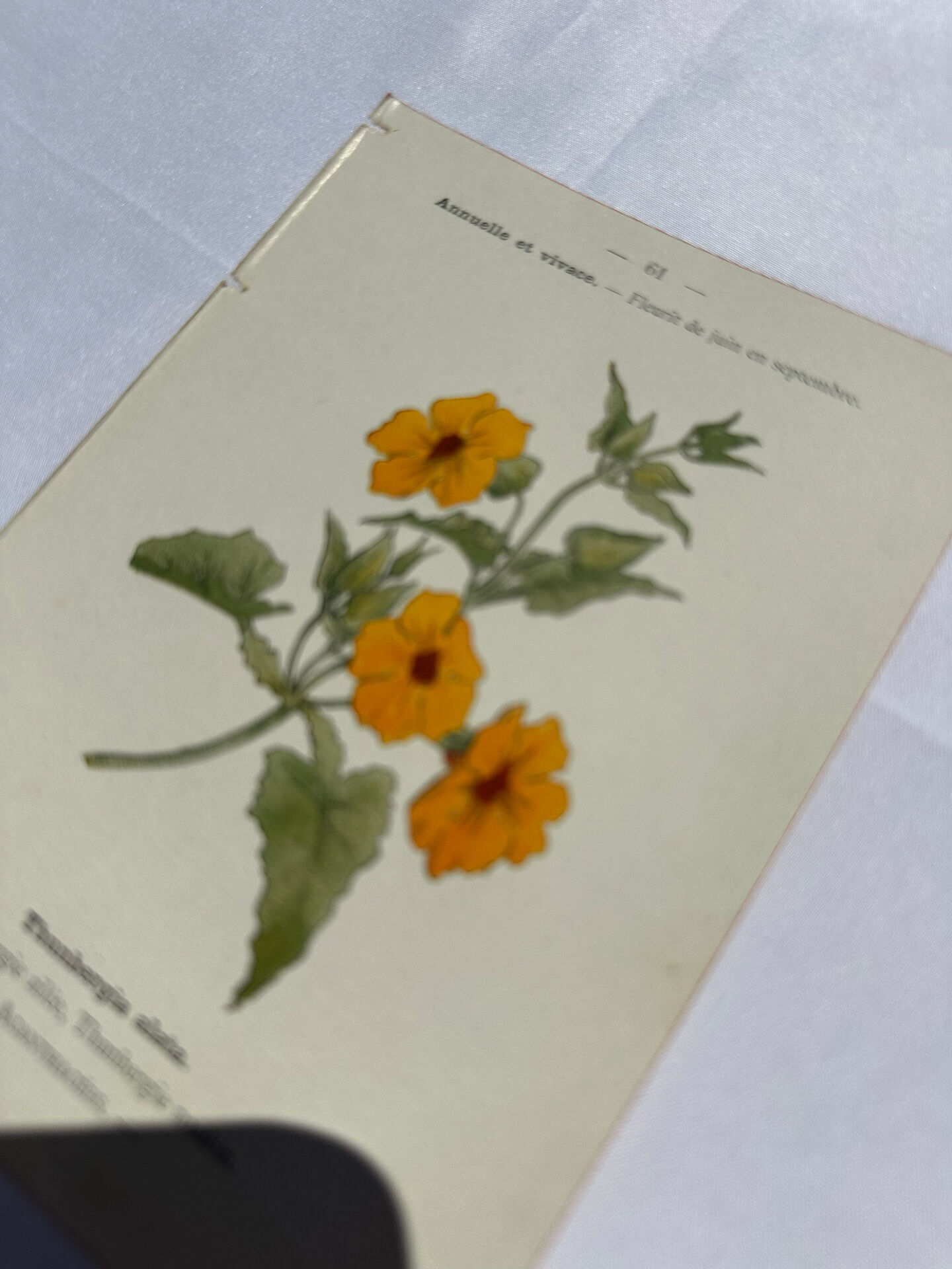 Gravure florale planche botanique vintage double face