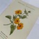 Gravure florale planche botanique vintage double face