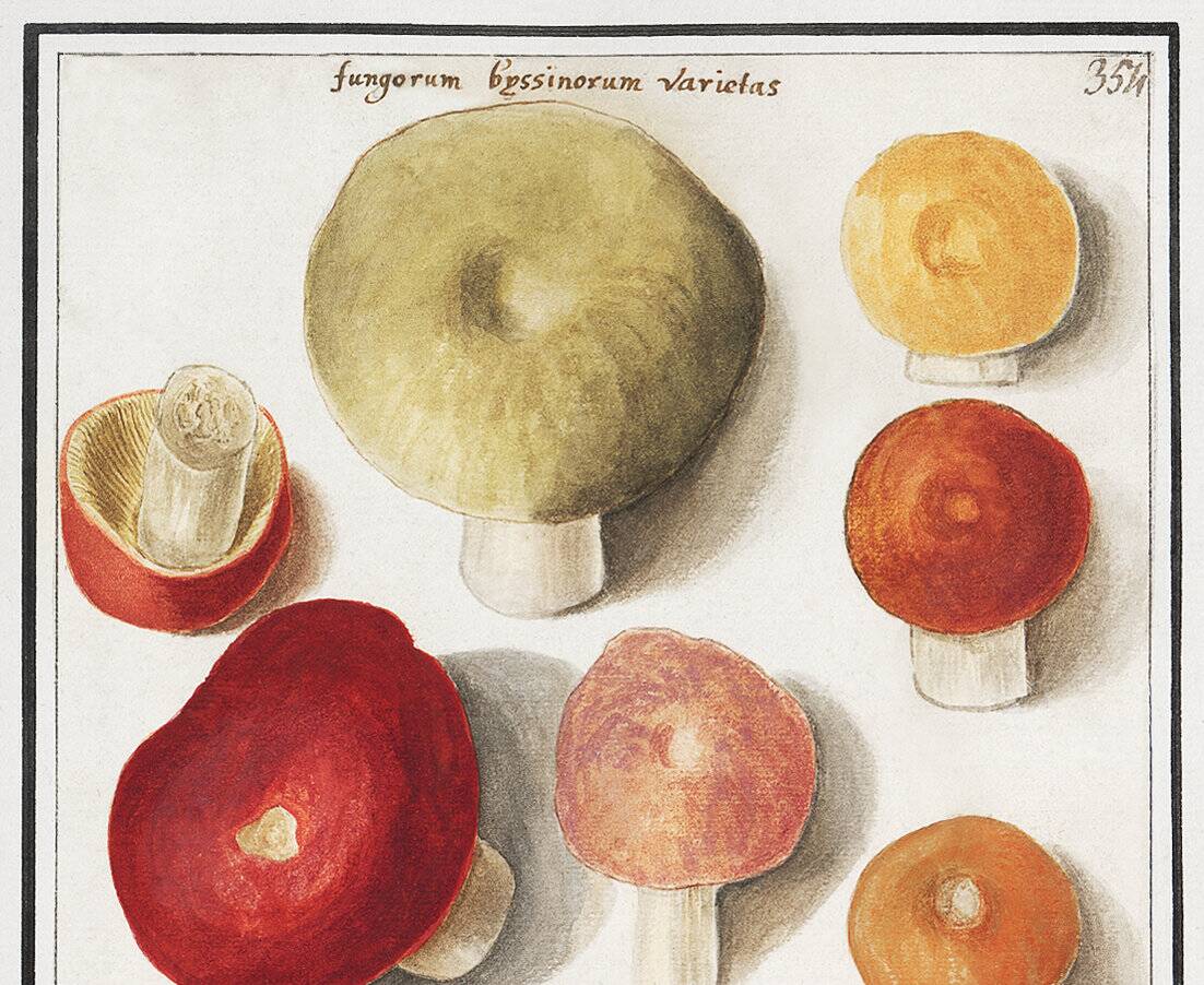 Small poster about mushrooms, based on an old engraving from 1610.