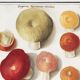 Small poster about mushrooms, based on an old engraving from 1610.