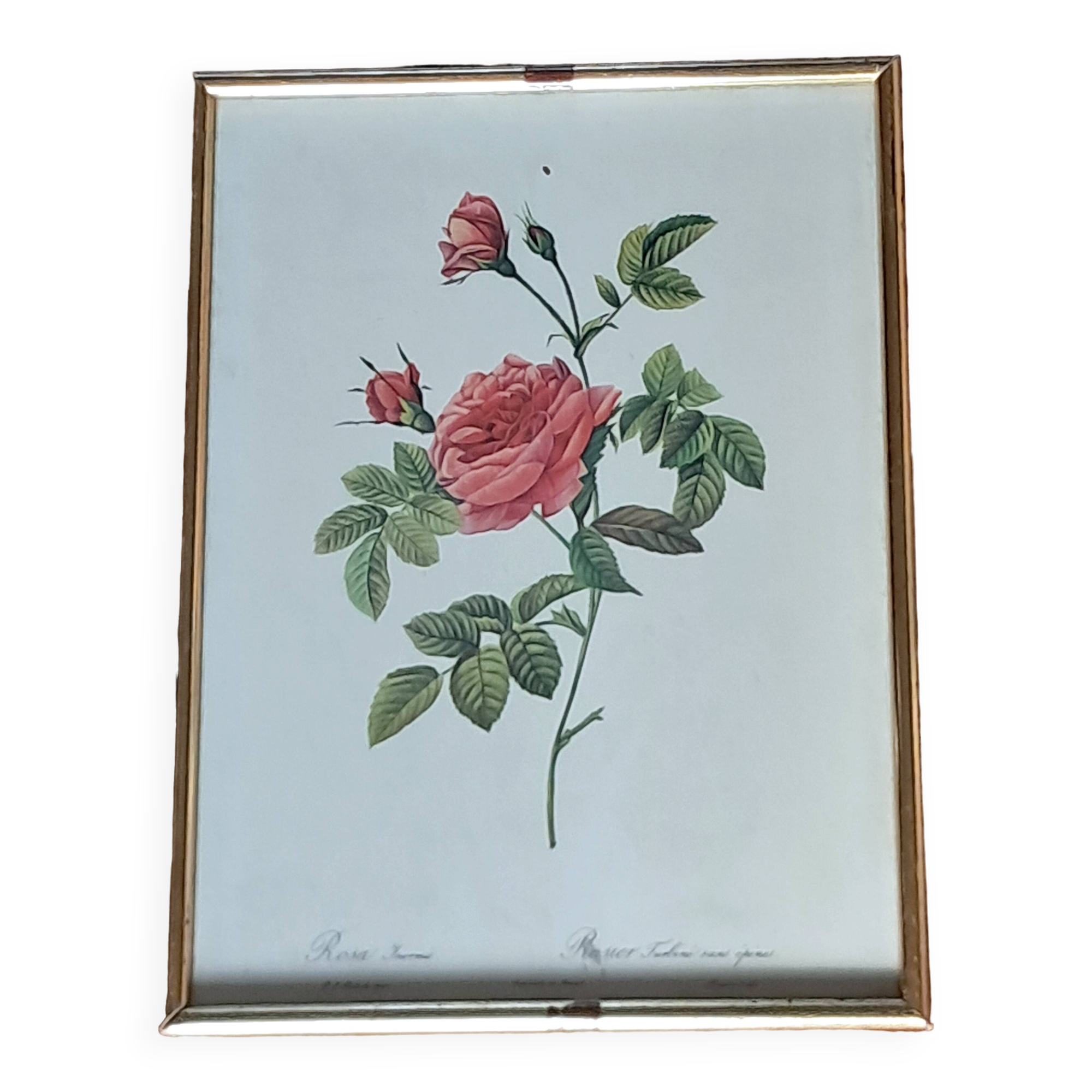 Redouté pink painting