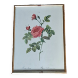 Tableau rose Redouté
