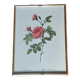 Redouté pink painting