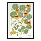Affiche “Capucine”, d’après une lithographie art nouveau de 1897