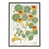 “Capucine” poster, after an Art Nouveau lithograph from 1897