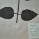 Lot de 8 planches herbier