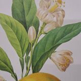 Orange tree with depressed fruits