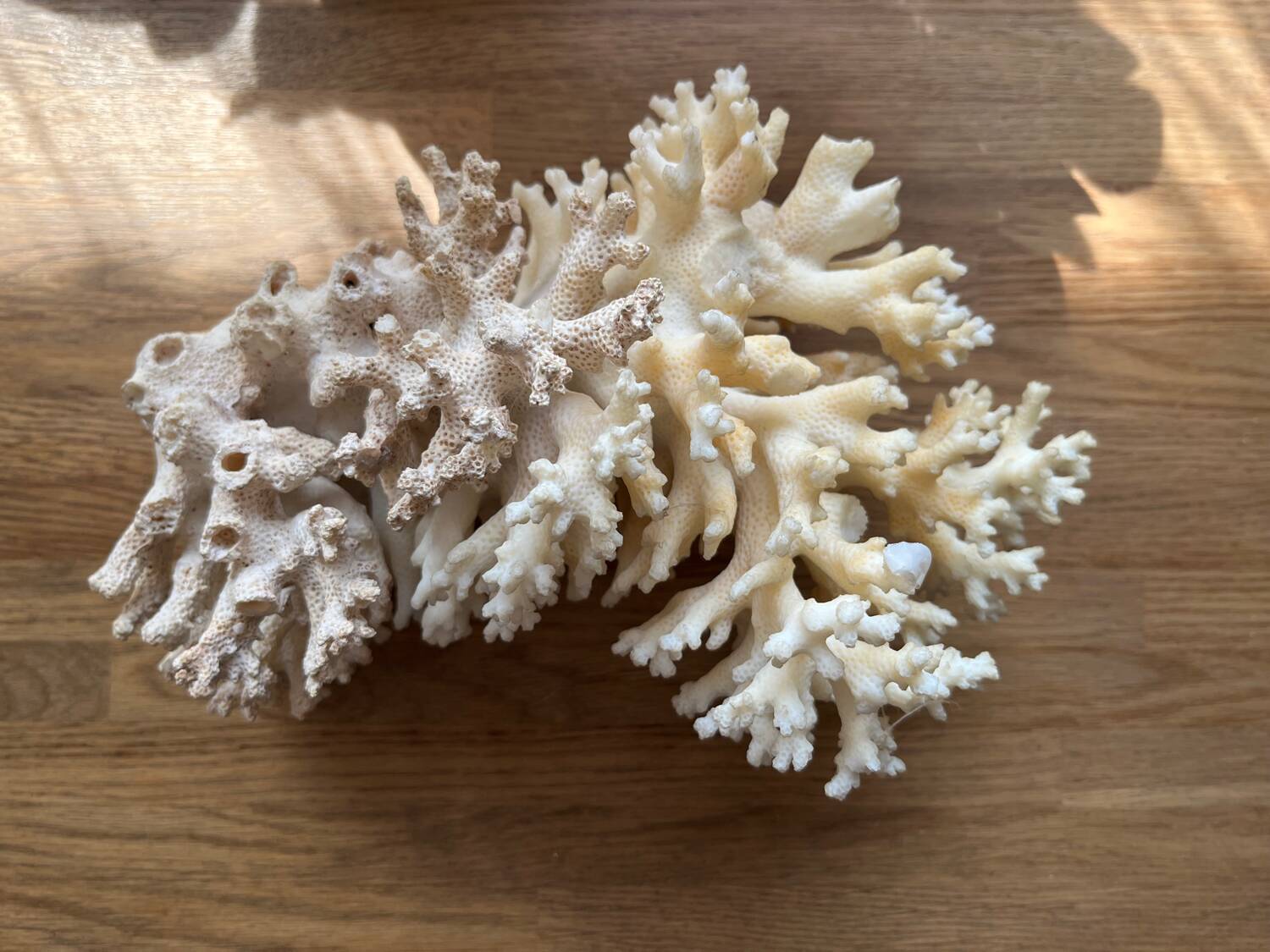 White coral