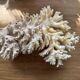 White coral