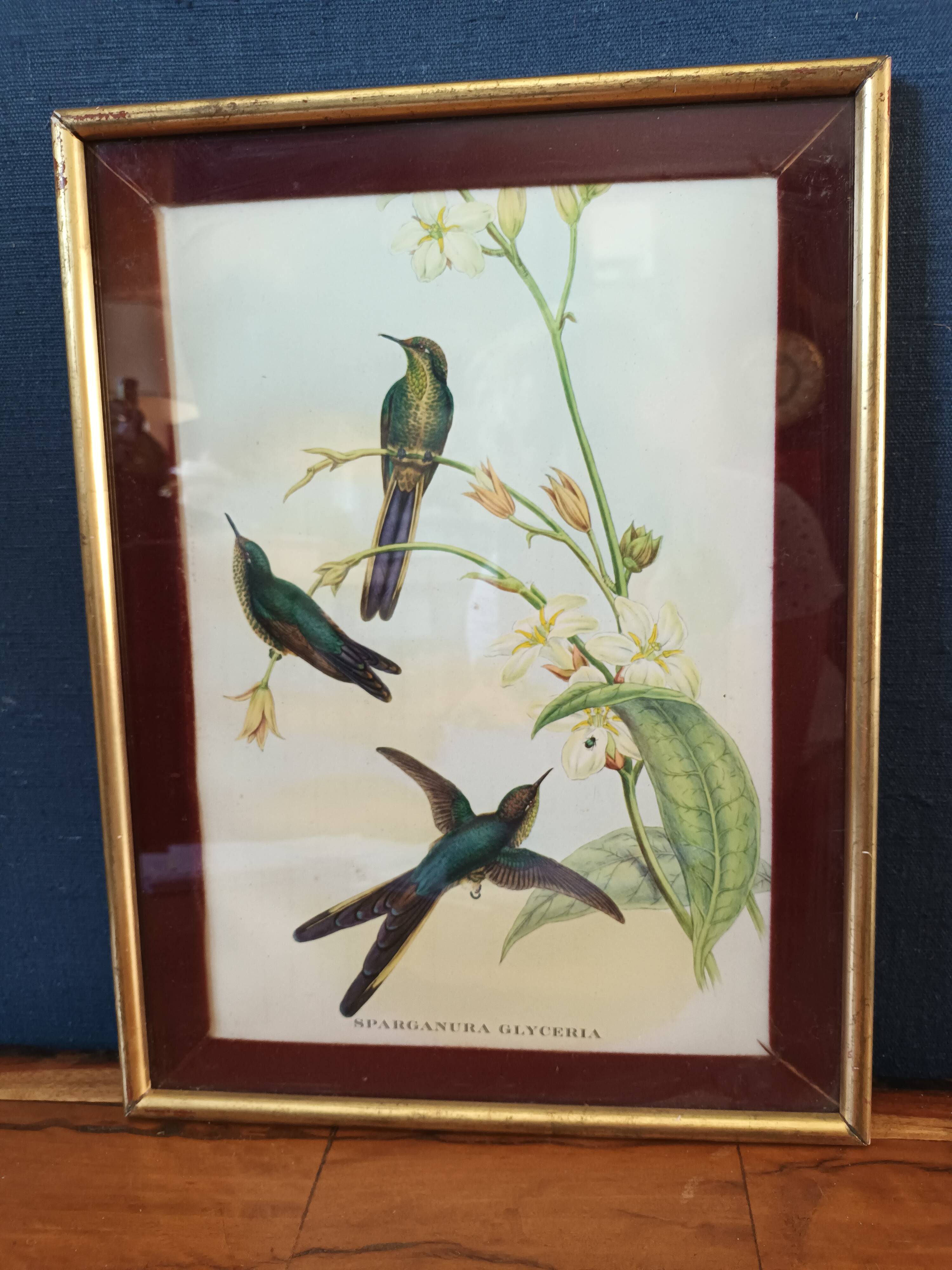 Botanical bird engraving