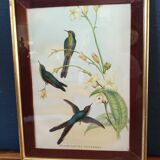 Botanical bird engraving