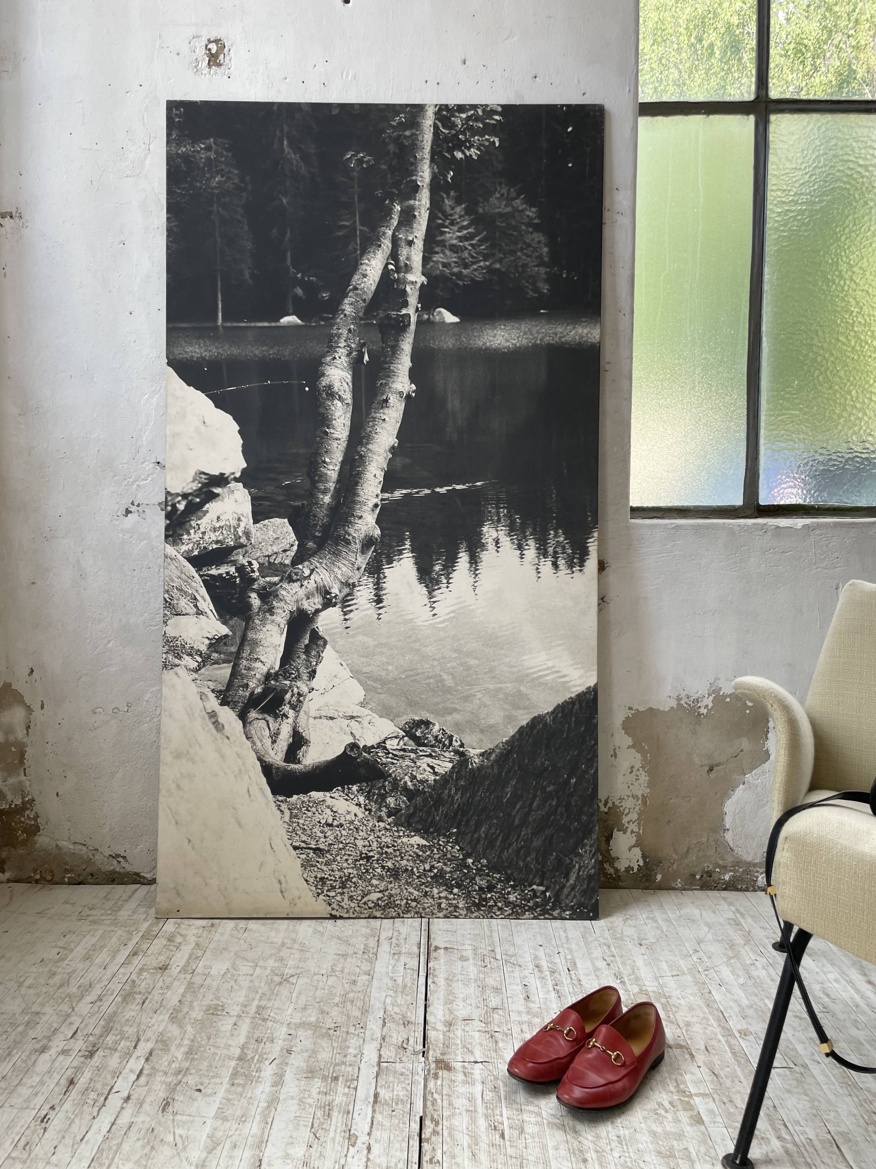 Old XXL black and white tree photograph