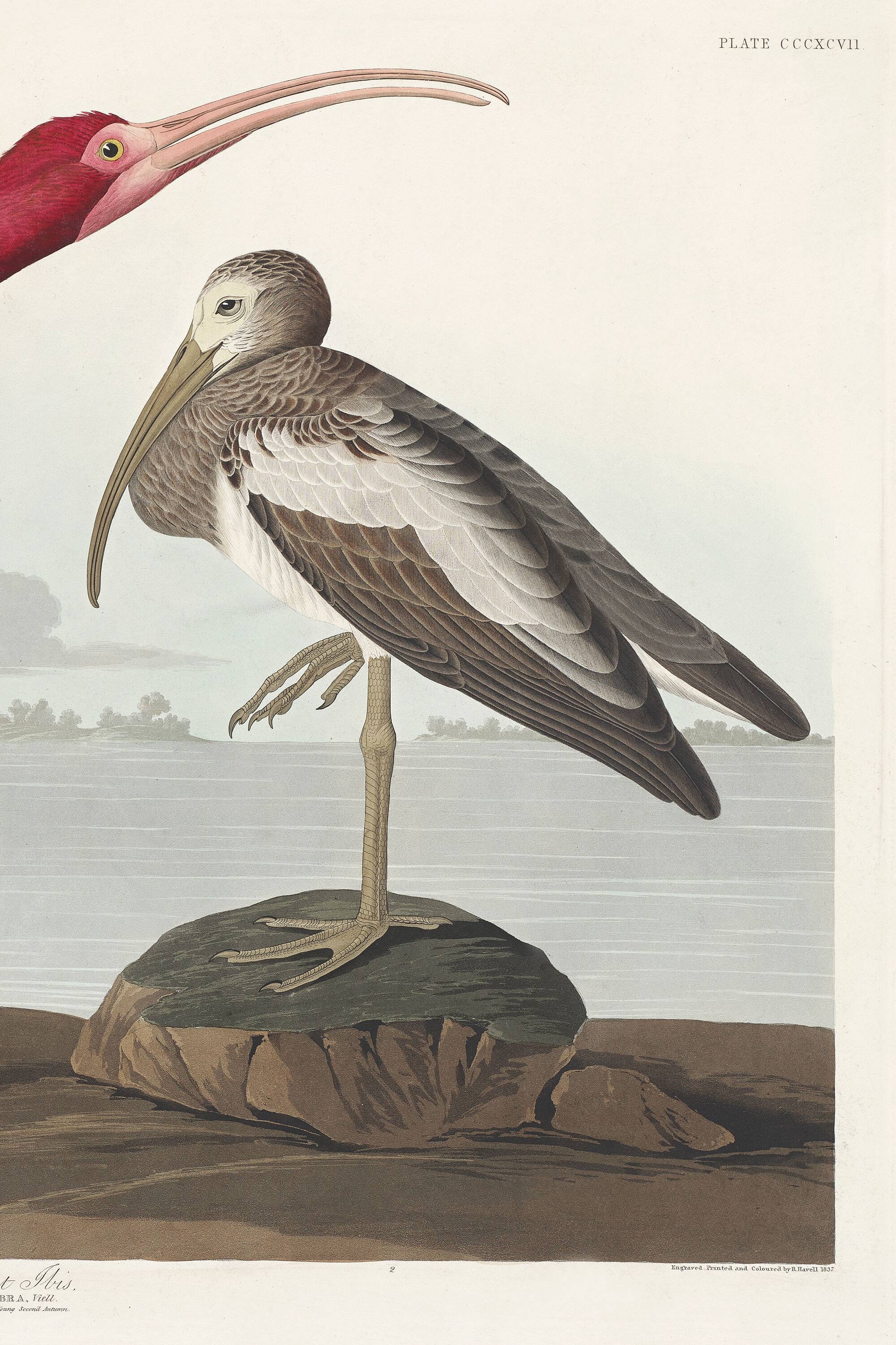 Poster about the scarlet ibis, based on an old engraving from 1827.