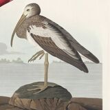 Poster about the scarlet ibis, based on an old engraving from 1827.