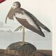 Affiche sur l’ibis rouge, d’après une gravure ancienne de 1827.