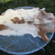 Sheepskin rug
