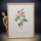 Lithograph under frame Rosier Centfeuilles de Bordeaux