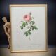 Lithograph under frame Rosier Centfeuilles de Bordeaux