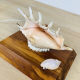 Vintage shell lamp with wooden base