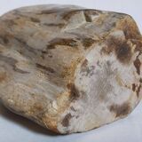 Free form sculpture in fossil wood