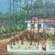 Painting Villa in the pines in Hossegor