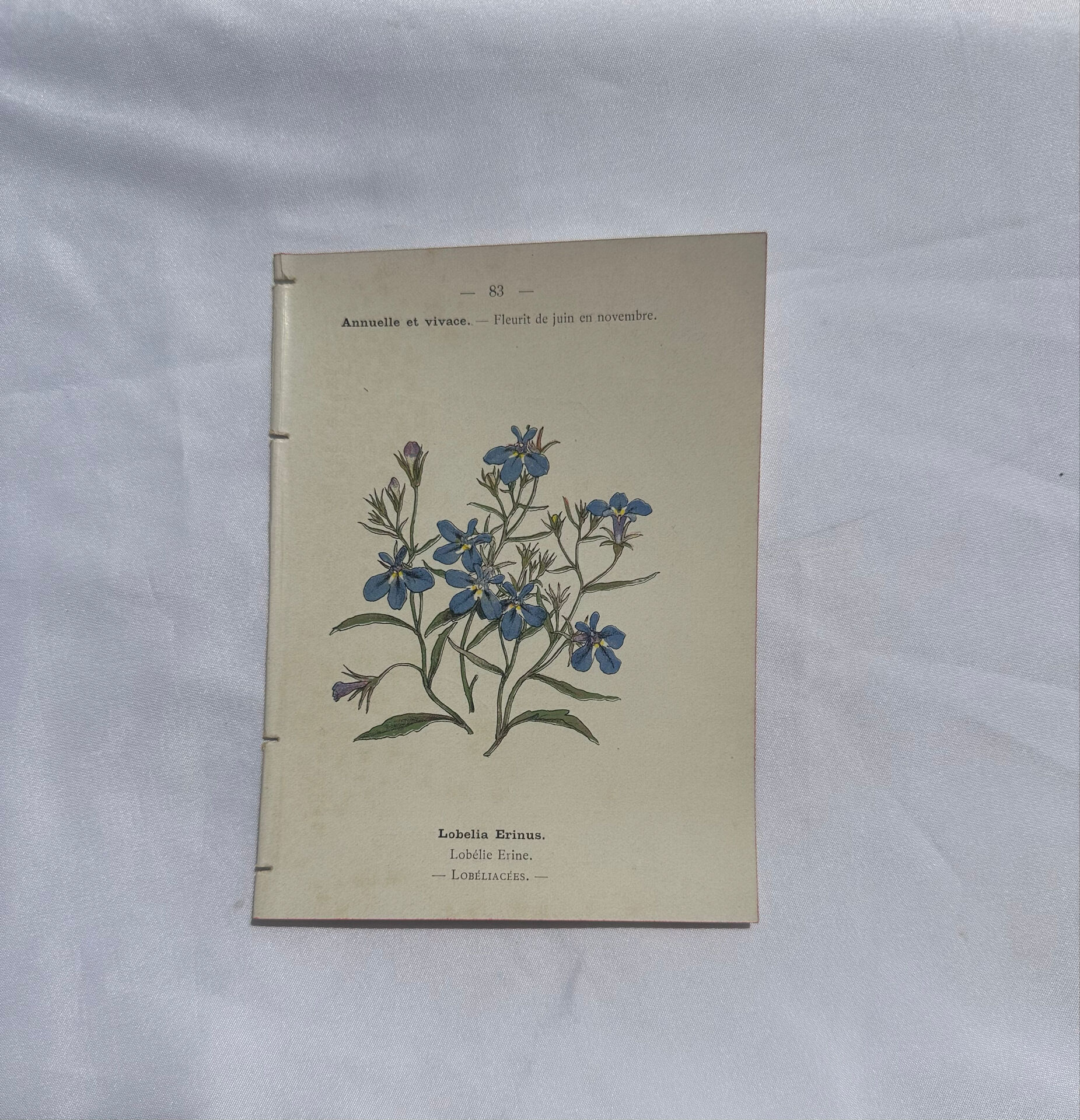 Botanical plate engraving flower 1800 double-sided coloured