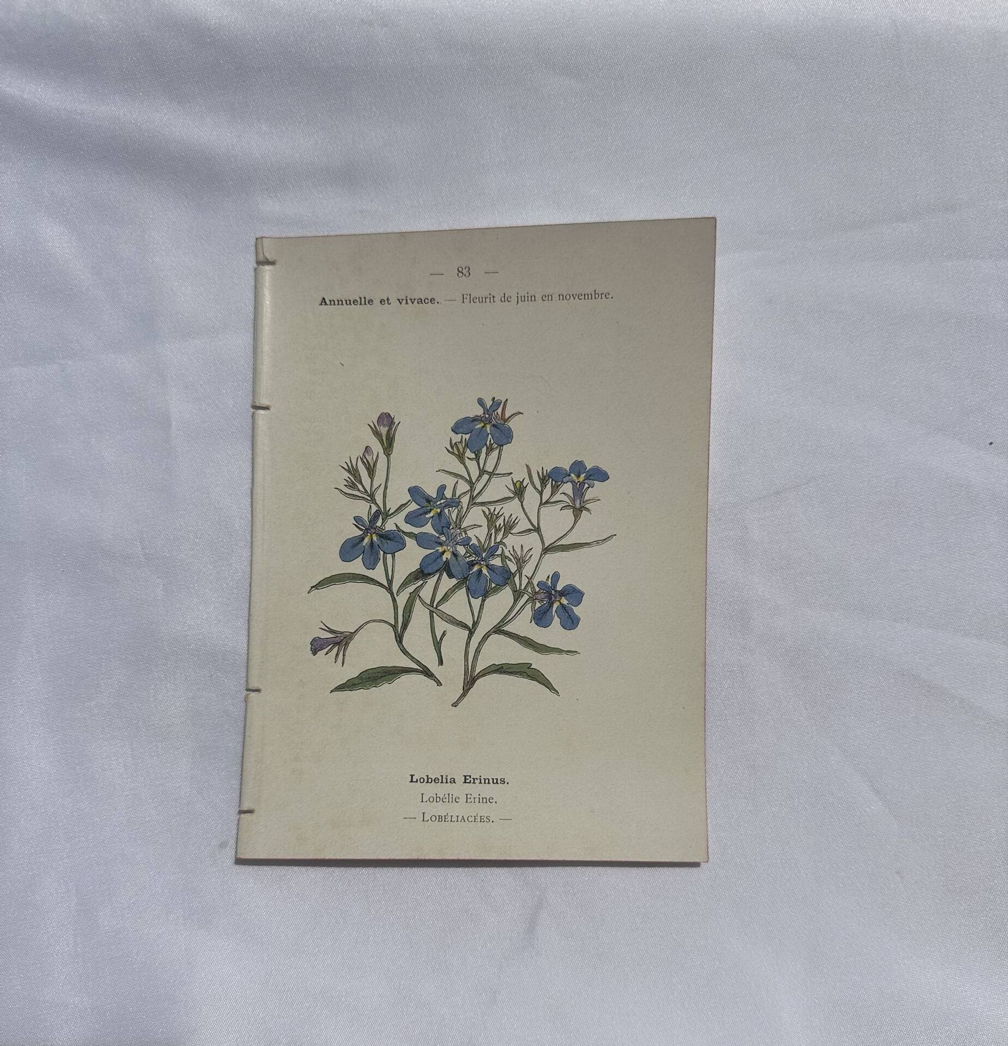 Planche botanique, gravure fleur double face, 1800