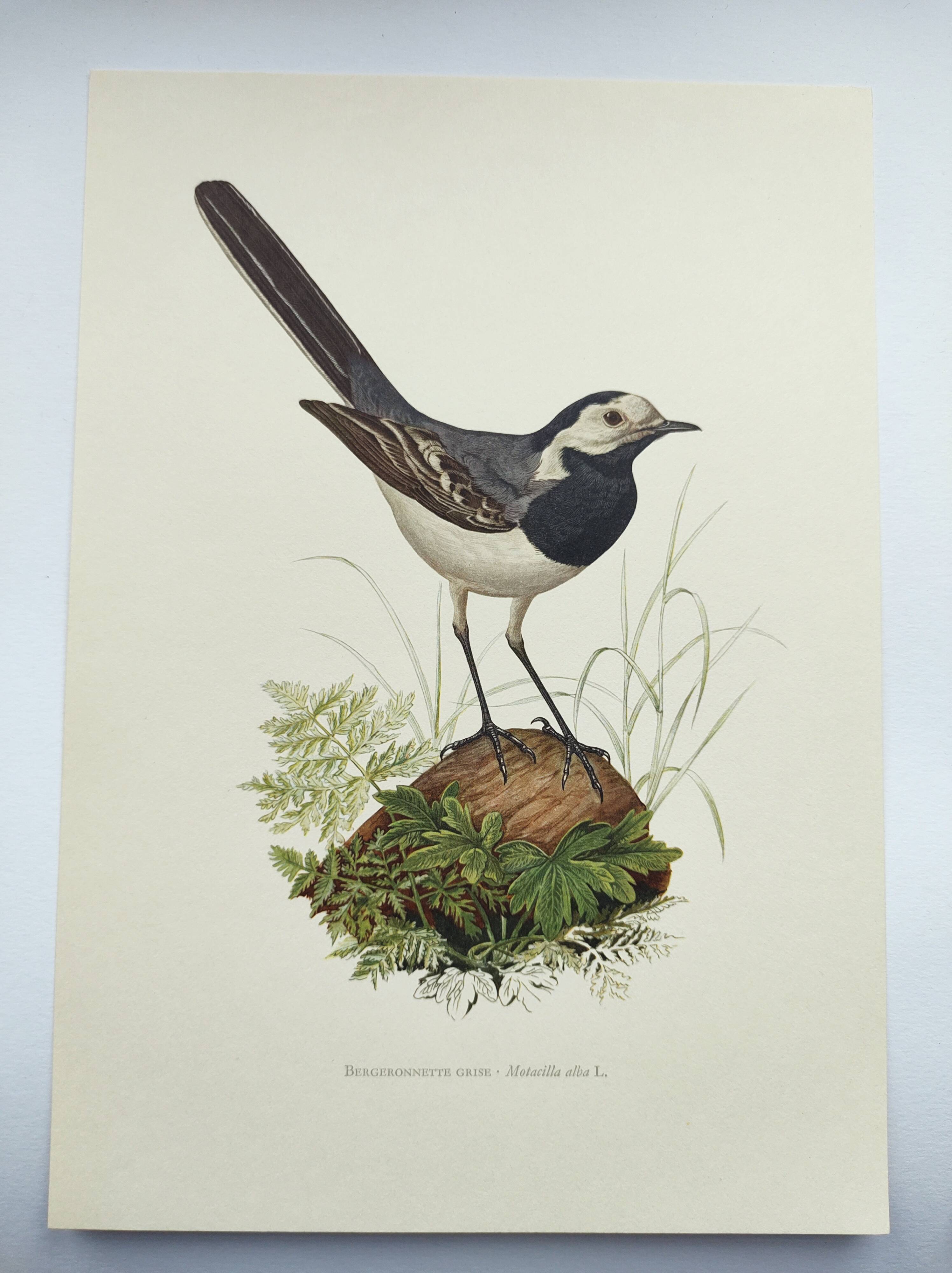 Old bird board 1960s - Gray Wagtail - Zoological and ornithology illustration