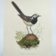 Old bird board 1960s - Gray Wagtail - Zoological and ornithology illustration