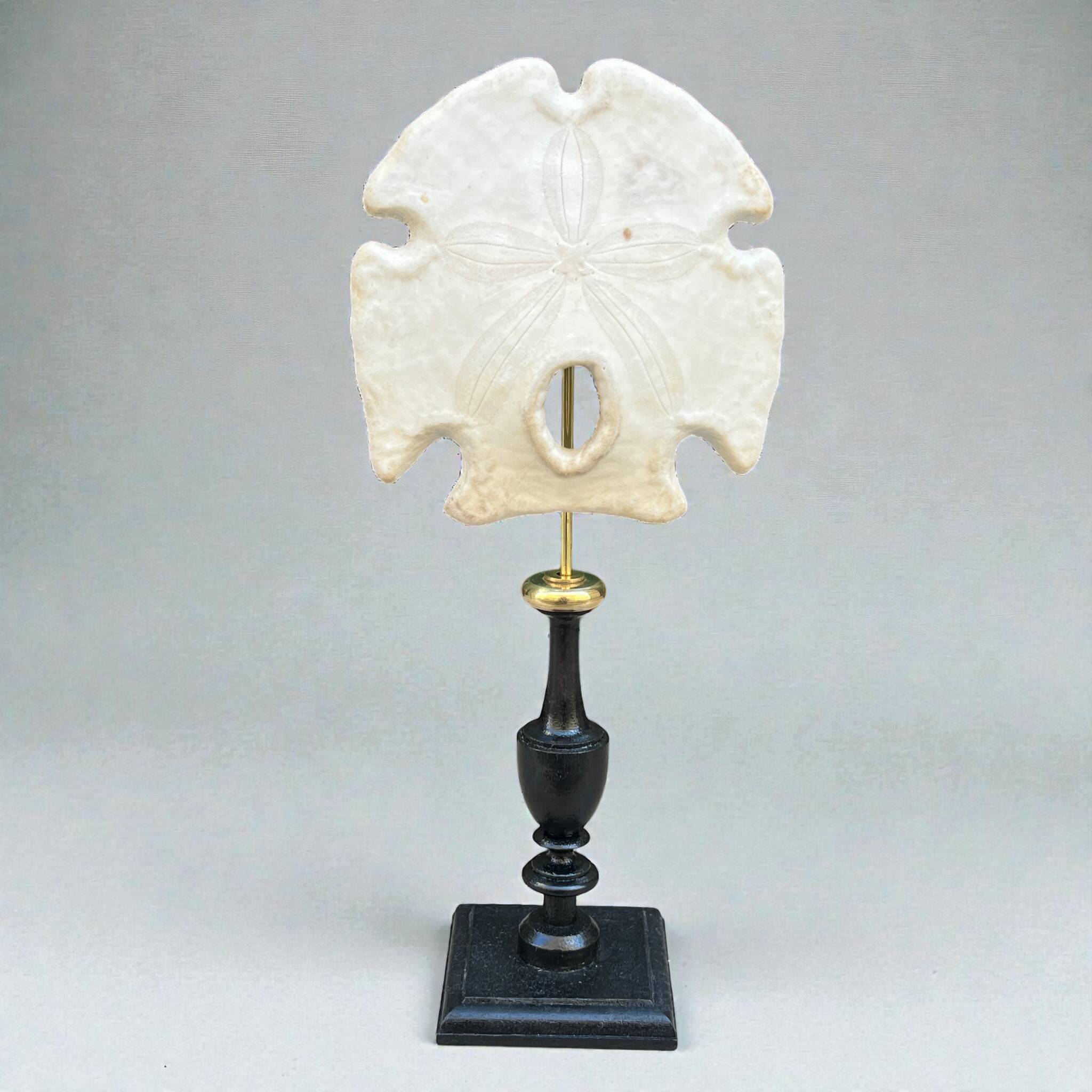 Old test of white sand dollar sea urchin on a wooden base curiosities