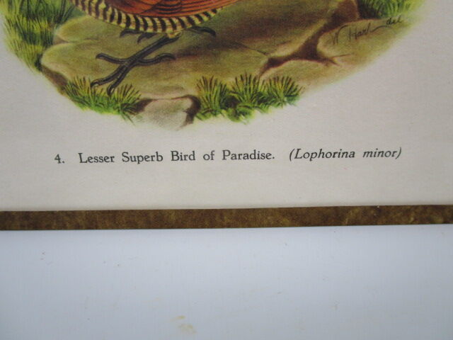 Engraving of ancient birds