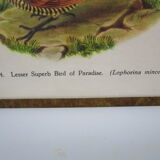 Engraving of ancient birds