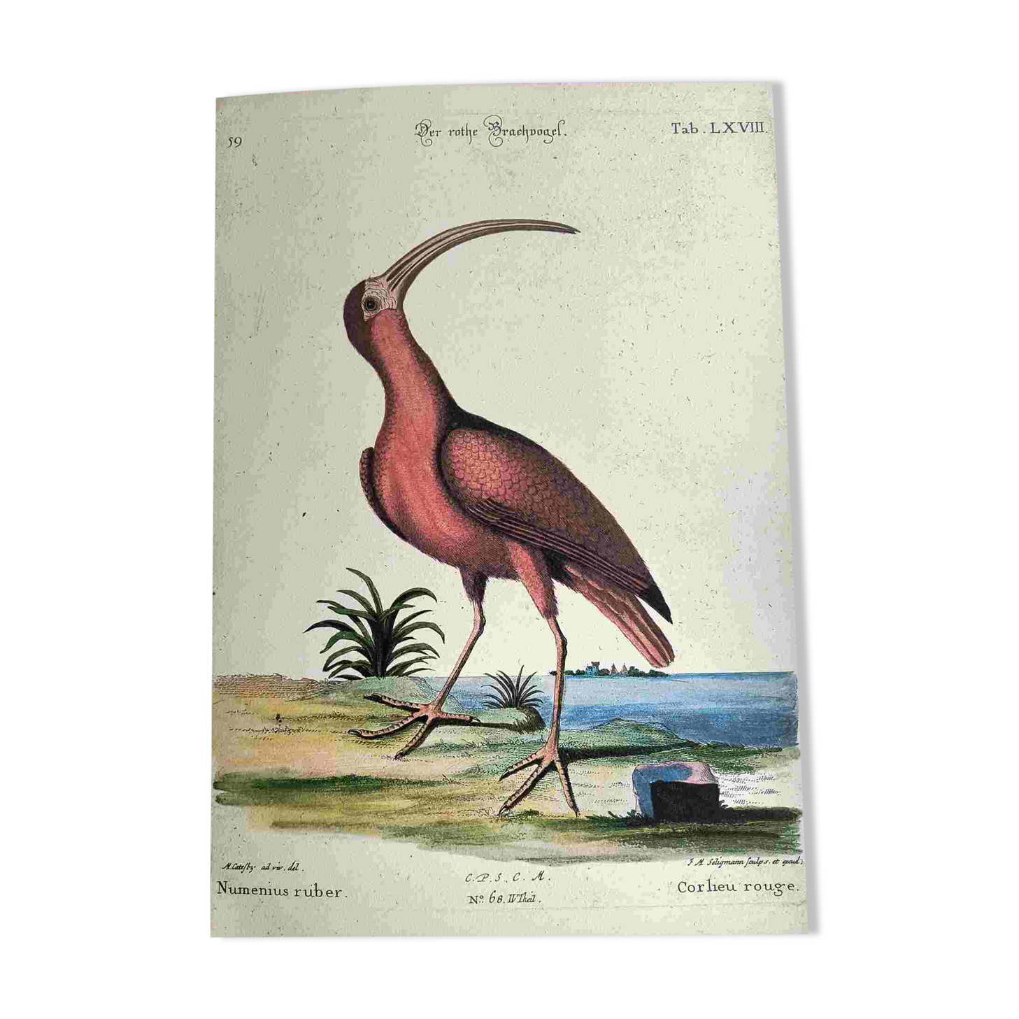 Antique bird engraving - Red Whimbrel - Nature plate by Seligmann
