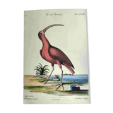 Antique bird engraving - Red Whimbrel - Nature plate by Seligmann
