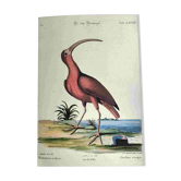 Gravure ancienne oiseau - Corlieu Rouge- Planche nature de Seligmann