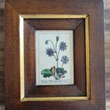 Tableau botanique
