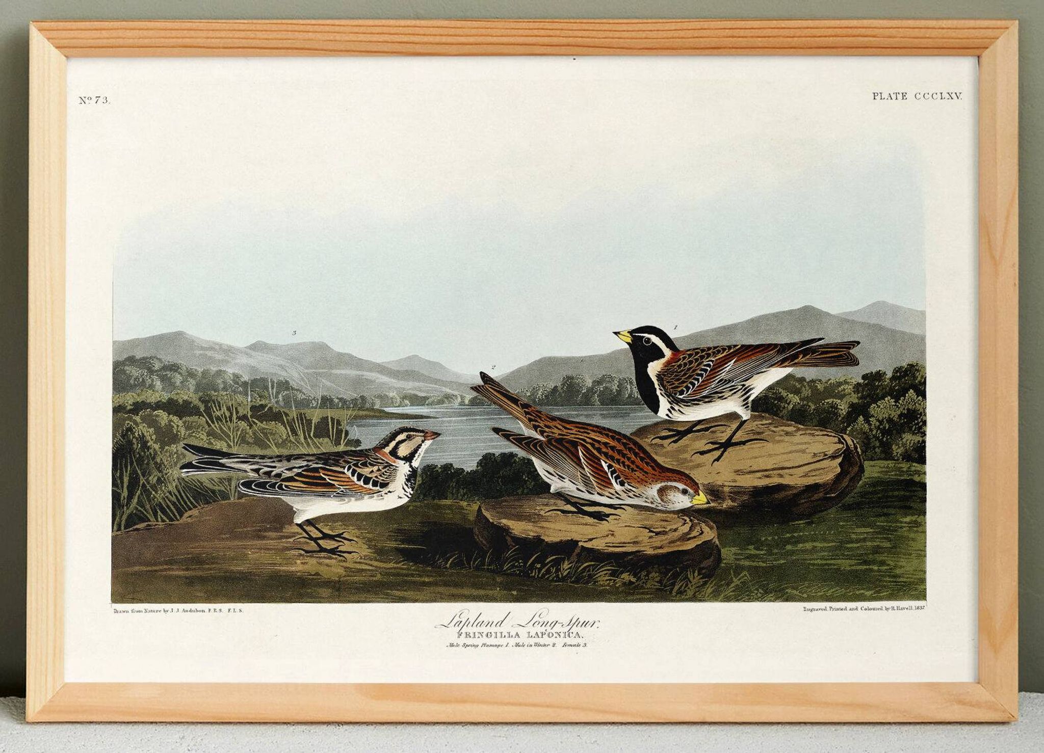 Poster about the Lapland lark, based on an old engraving from 1827.