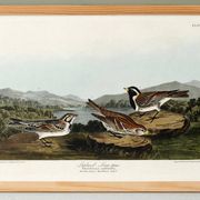Poster about the Lapland lark, based on an old engraving from 1827.