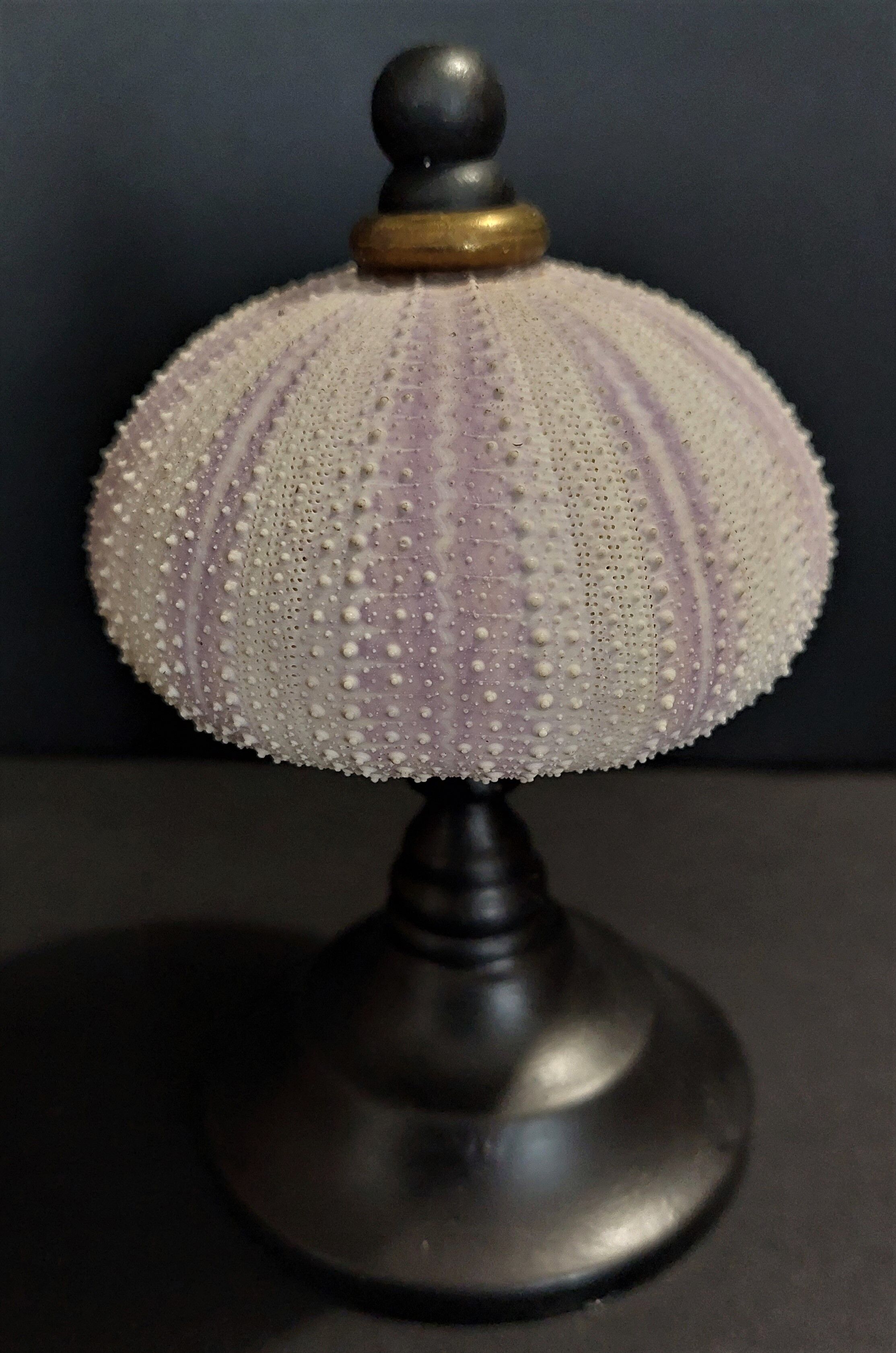 Cabinet of Curiosities sea urchin sphaerechinus granularis on base