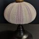 Cabinet of Curiosities sea urchin sphaerechinus granularis on base