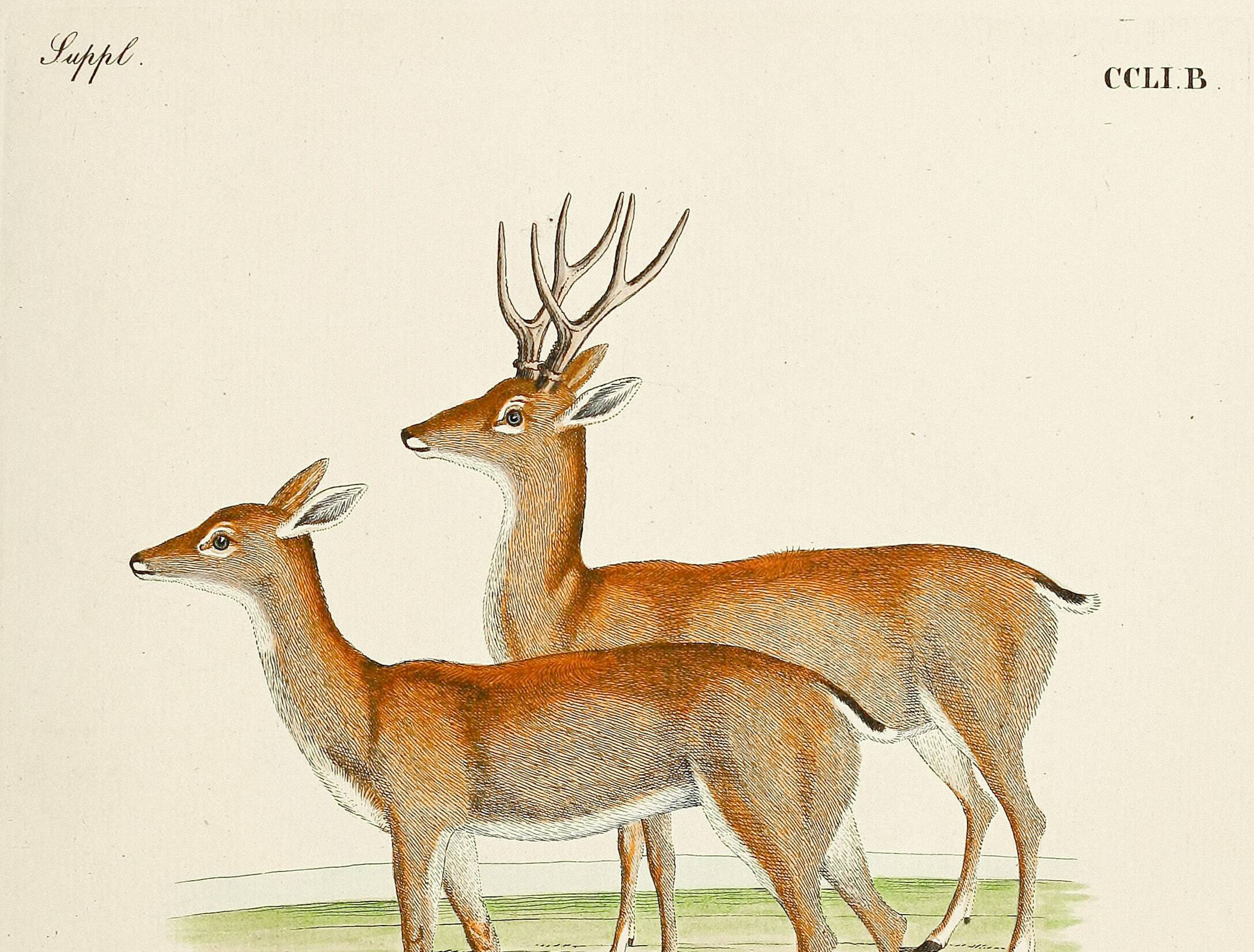 Poster about the pampas deer, based on an old engraving from 1774.