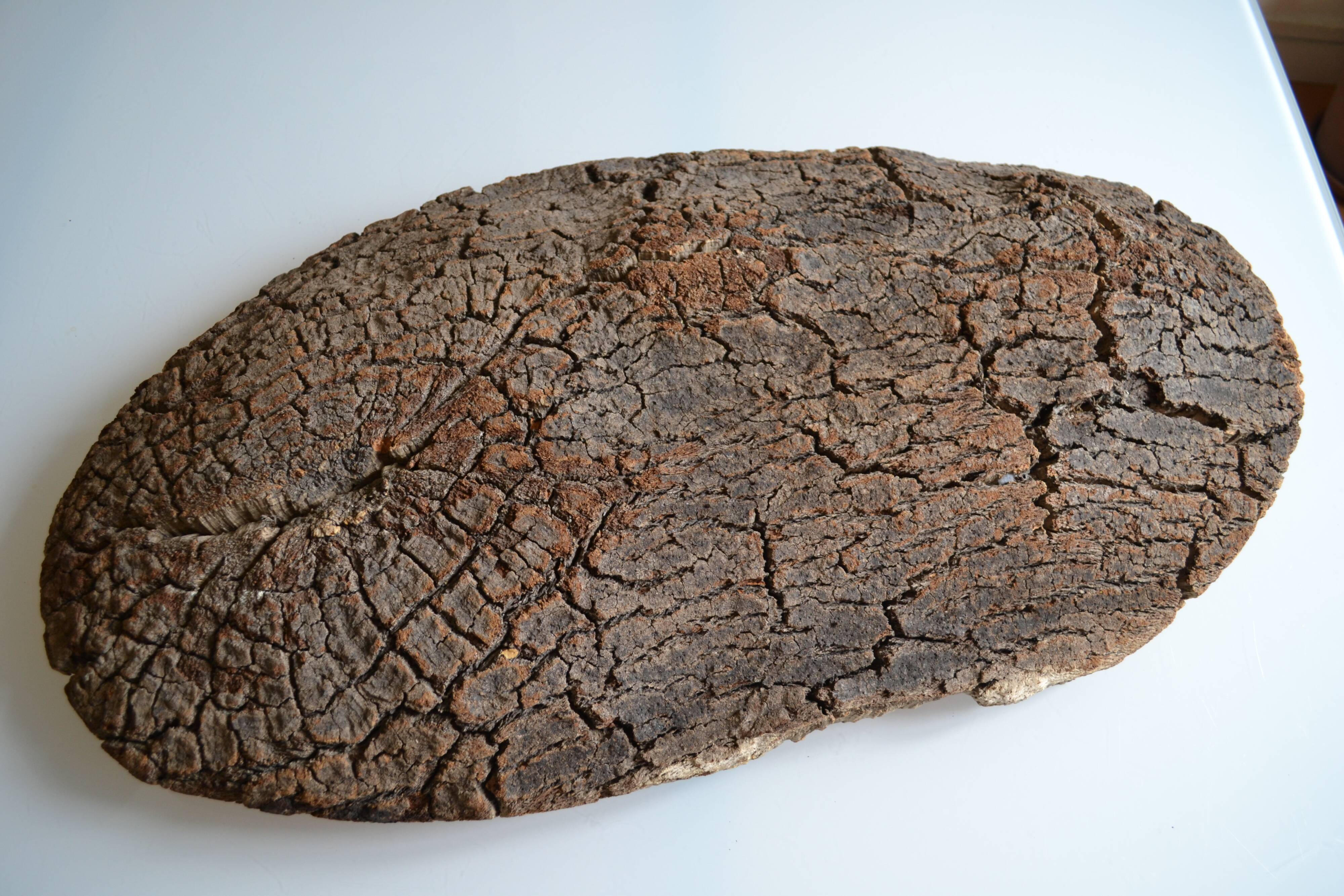 Provençal couasse giant dish in cork oak bark 72 / 37 cm