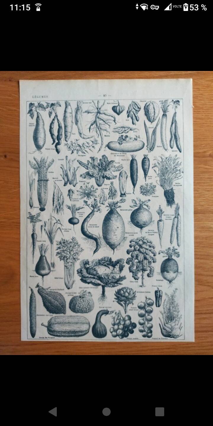 Botanical plate lithograph vegetable garden Larousse encyclopedia 20th century