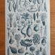 Botanical plate lithograph vegetable garden Larousse encyclopedia 20th century
