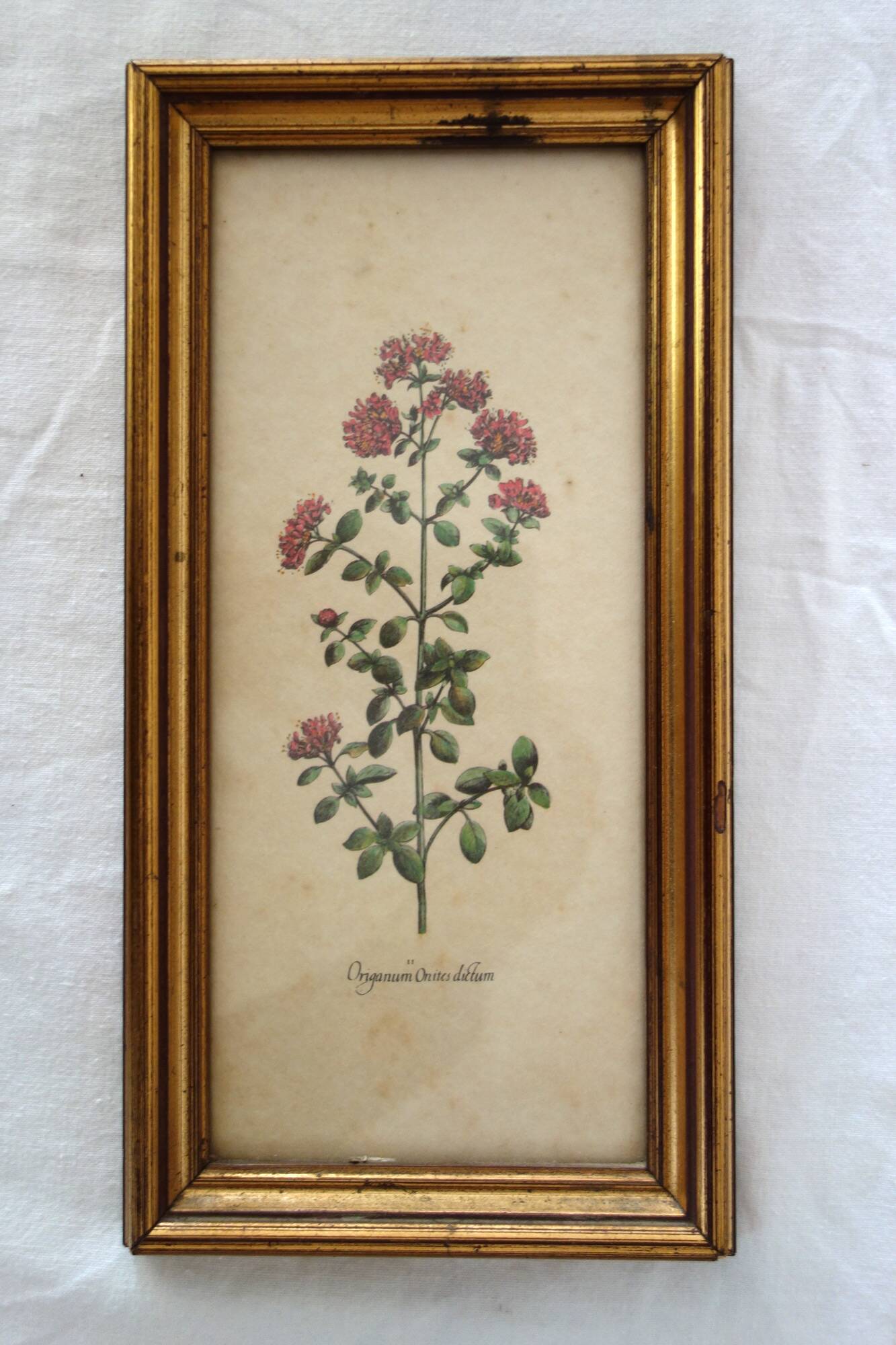 Set of 4 vintage plant botanical lithograph paintings