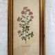 Set of 4 vintage plant botanical lithograph paintings