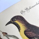 Antique bird engraving - Baltimore Bastard - Natural Seligmann plate