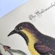 Antique bird engraving - Baltimore Bastard - Natural Seligmann plate