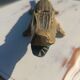 bronze crocodile ashtray 35 cm